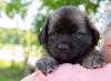 images/T-Wurf/T-Wurf Wo 6/3S8A2674_dunkelgrun.jpg